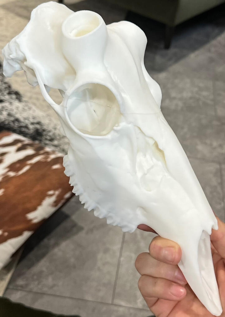 Display any set of whitetail shed antlers on a true-to-size replica of a skull. Includes knobs that screw into antlers, which then pop into the skull. Requires drilling into antlers.
