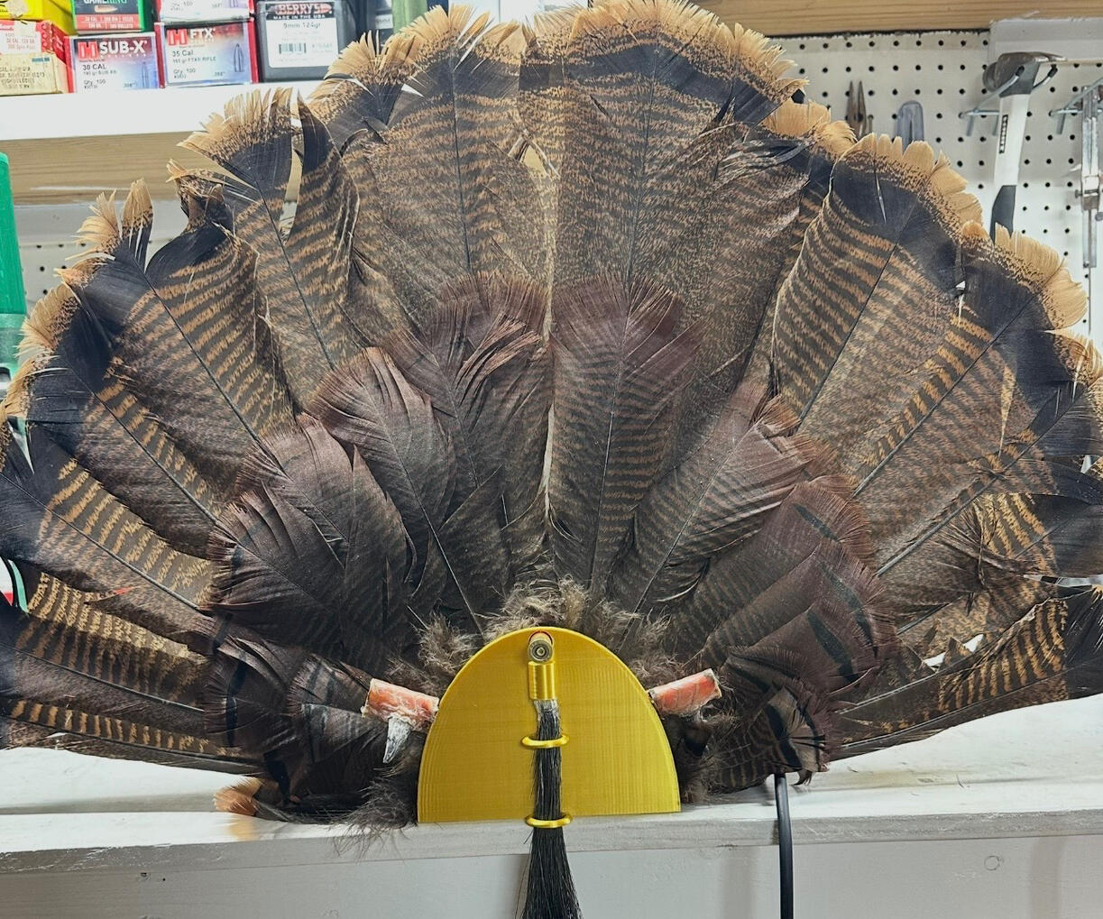Proudly display your turkey with our u-shaped mount that uses your empty shotgun shell to pin the tail in place (optional, but requires that we know your shell diameter). Includes a place for beard and spurs, and has mounting holes on the back for securing